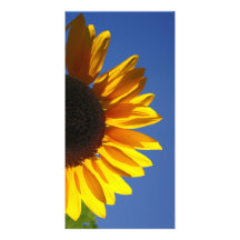 Sonnenblumen Bilderkarten