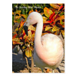 Sonnenschein-Staats-Florida-Flamingo-Postkarte