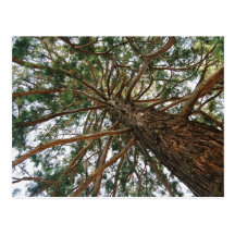 Sous l'arbre carte postale