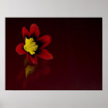 Sparaxis-Blumen-Plakat