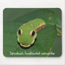 Spicebush Frack-Raupe Mousepads
