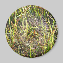 Spiderweb im Grasmagneten magnete