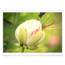 Splendeur Photos Sur Toile