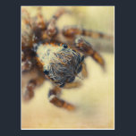 Springende Spinne postkarten