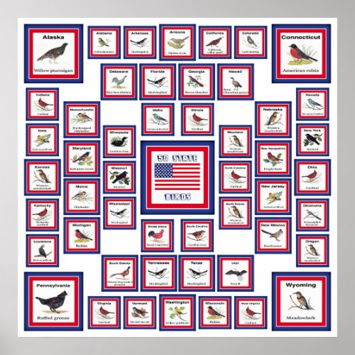 STAATS-VÖGEL WHITE/553 USA 50 POSTER