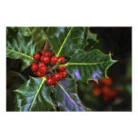 Stechpalmen-Blätter und Beeren Kunstphotos