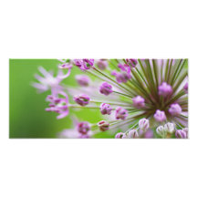Sternblume Foto