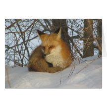 Stillstehender Fox Grußkarte