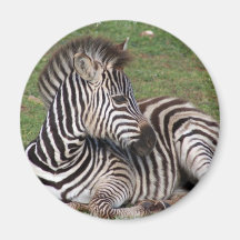 Stillstehender Zebra-Magnet