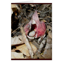 Stinktier-Kohl-Karte #1 (Symplocarpus foetidus (L.