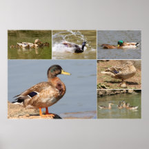 Stockenten-Collage Plakatdrucke