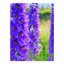 Stocks pourpres photographie