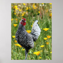 "Stolzer kleiner Hahn " Plakate