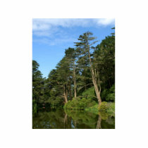 Stow See in San Franciscos Golden Gate Park