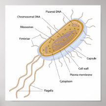 Structure d'une affiche bactérienne de cellules