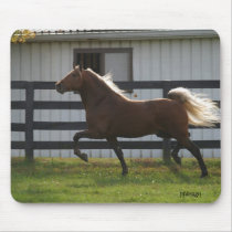 Struttin Stallion