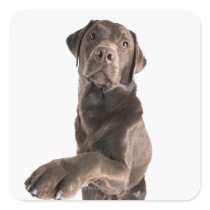 Studioporträt der Schokolade Labrador Aufkleber