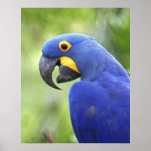 Südamerika, Brasilien, Pantanal. Gefährdet Plakat