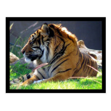 Sumatran Tiger Postkarte