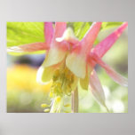 Sun a trempé la fleur de Columbine Affiche