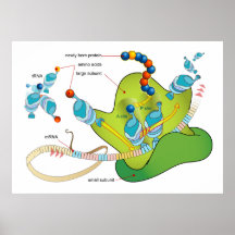 synthèse d'ADN messagère et de protéine dans le di Posters