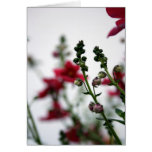 Tache floue rouge cartes de vœux