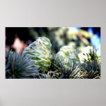 Tannen-Kegel Plakat