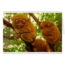 Tarsier1.jpg Carte