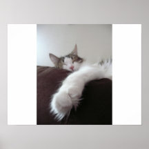 Tatze Plakatdrucke