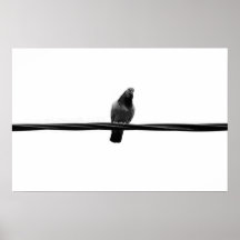 Taubenvogel auf einem Drahtplakat
