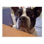 terrier de Boston Cartes Postales