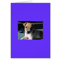 terrier de Russell de cric de bébé Carte