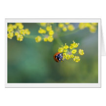 tête sur la coccinelle carte de vœux