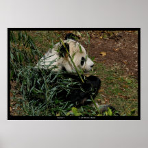 "Tian Tian 4" Pandanatur-Fotografietier Plakatdruck
