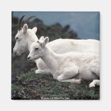 Tierisches wildes 1 kühlschrankmagnete