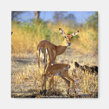 Tierisches wildes 1 kühlschrankmagnete