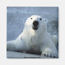 Tierisches wildes 1 magnete