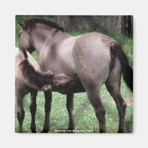 Tierisches wildes 1 magnete