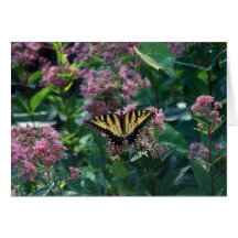 Tiger-Frack-Schmetterling Karten