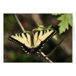 Tiger-Frackschmetterling Karte