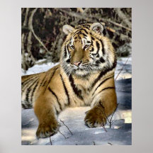 Tiger-Liebhaber-Kunst-Geschenke Plakate