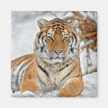 Tiger-Schnee-Magnet