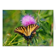 Tiger Swallotail Grußkarte