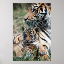Tigerjunges Posterdrucke