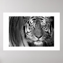 Tigre #1 d'Amur Posters