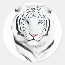 Tigre blanc sibérien adhésif rond