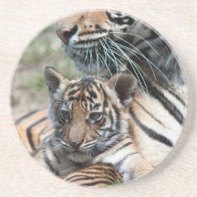 Tigre CUB Dessous De Verres