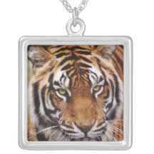 Tigre de Bengale, Panthera le Tigre Pendentifs