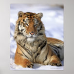 Tigre sibérien, altaica du Tigre de Panthera, Asie Posters