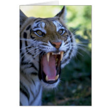 Tigre sibérien hurlant carte